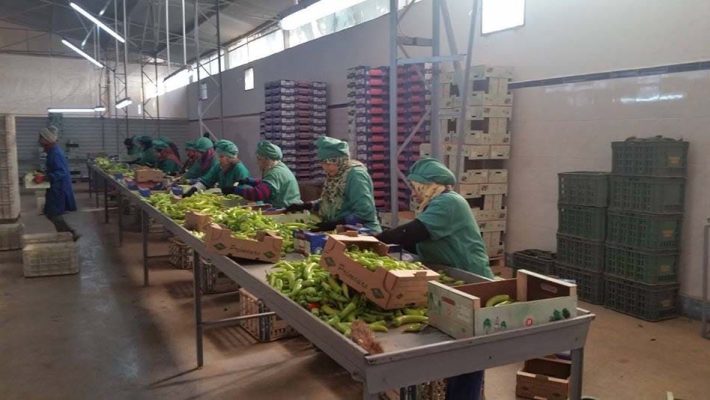 cooperative argicole maroc amaprim